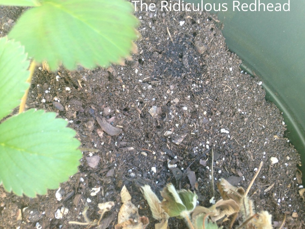Ridiculous Redhead Ants 2