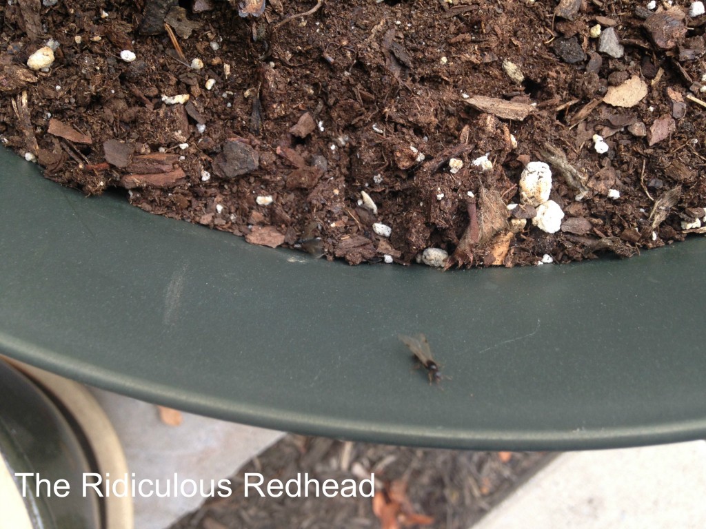 Ridiculous Redhead Ants 3