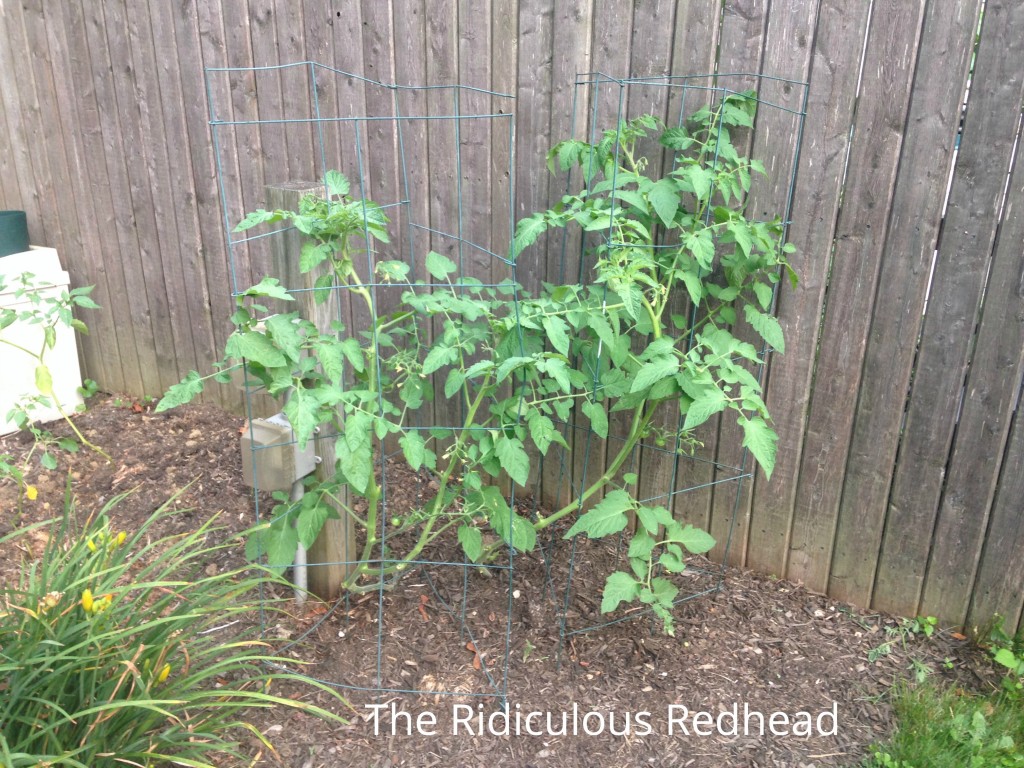 Ridiculous Redhead Tomatoes