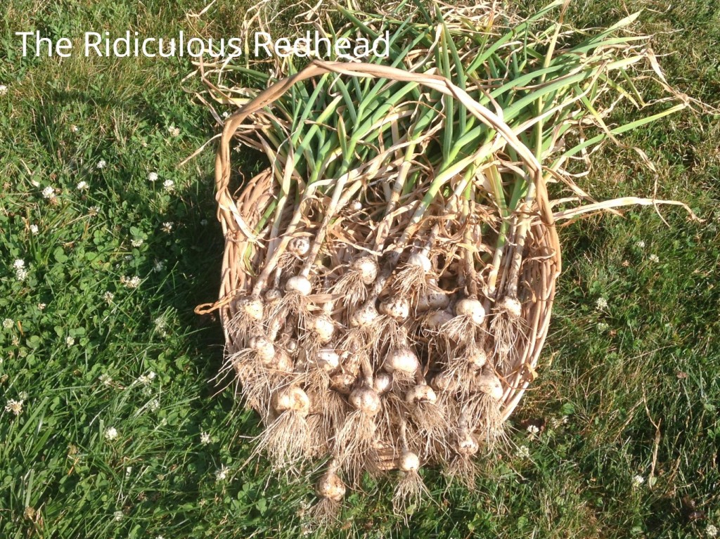 Ridiculous Redhead garlic basket 5234