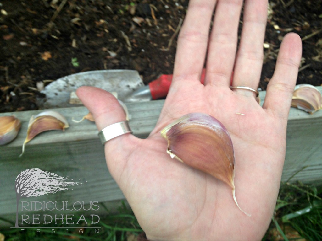 ridiculous redhead garlic planting 2014 clove