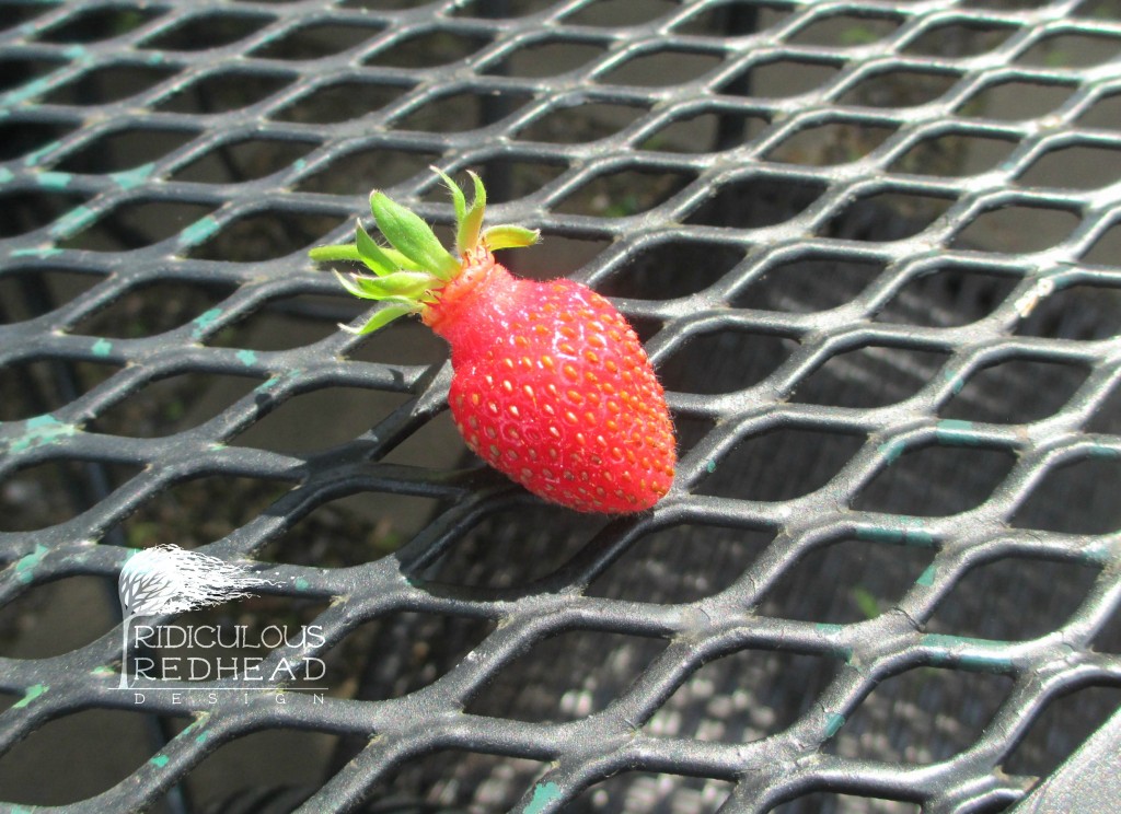 Ridiculous Redhead First Strawberry
