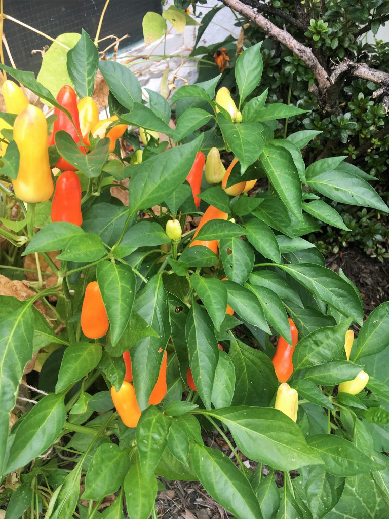 Pickle Peppers Sept 2017