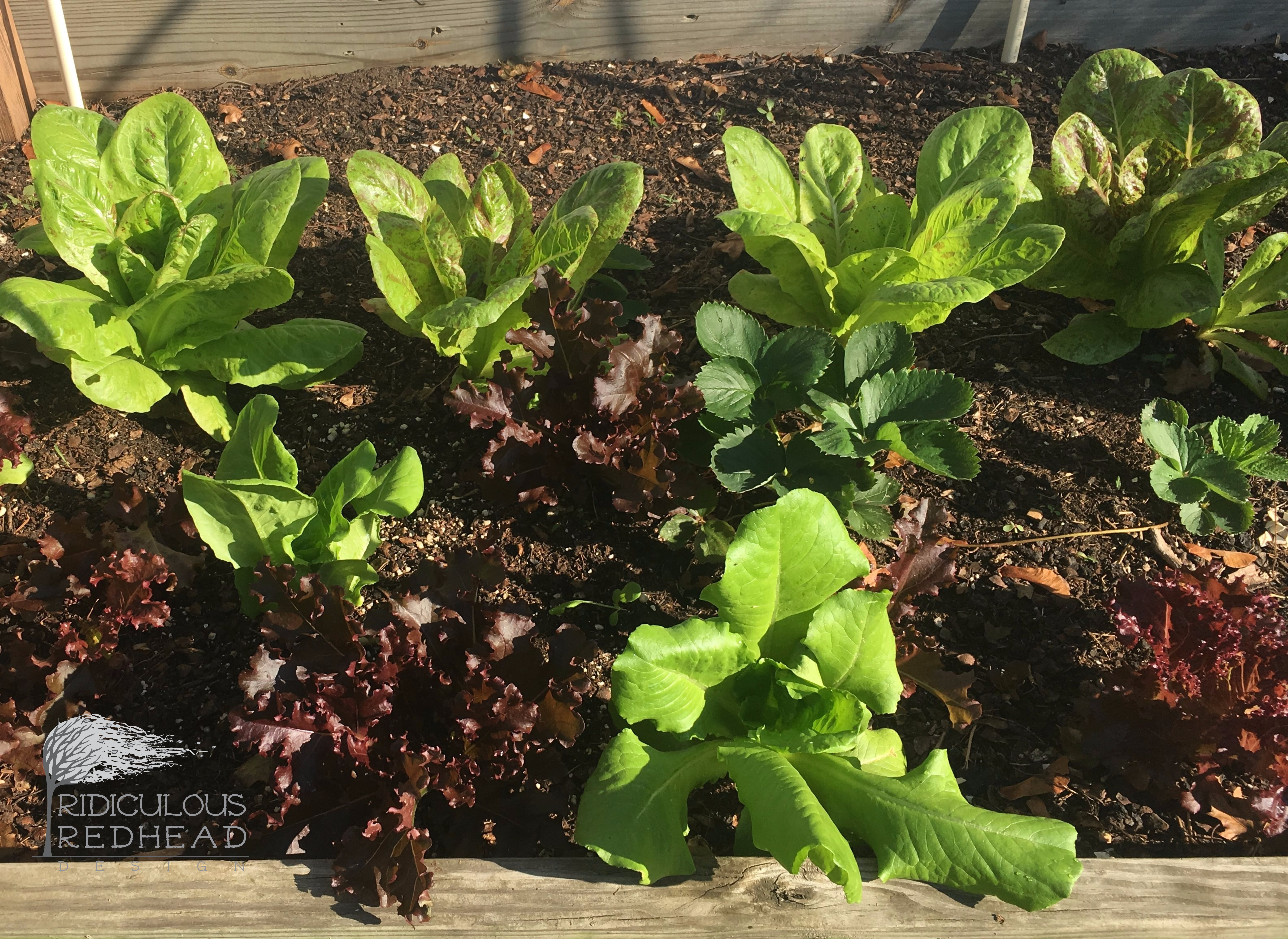 Lettuce is expensive in those plastic bags The Ridiculous Redhead